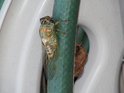 Cicada  aka Katydid
