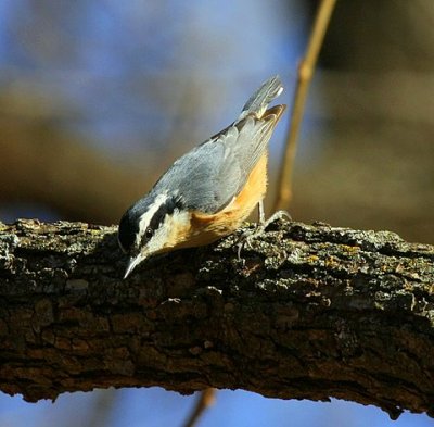 Nature Park   1-11-08 002-red breasted nuthatch.JPG