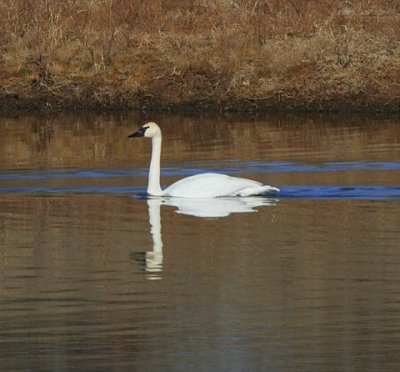 1 - 13 -  2008  Sunday morning 017-White Trumpter Swan.JPG