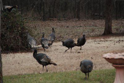 Backyard Turkeys 015.JPG