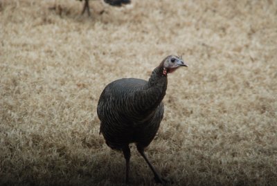 Backyard Turkeys 067.JPG