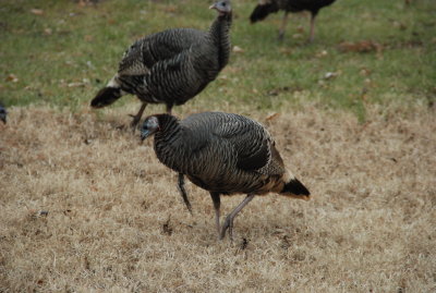 Backyard Turkeys 075.JPG