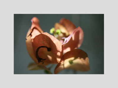 FLORES TERESPOLIS