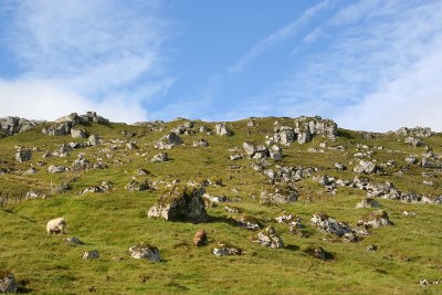 Sheep and rocks