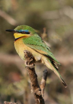 little bee-eater samburu