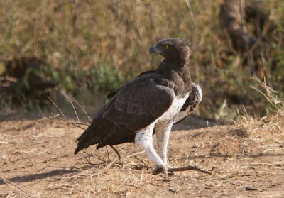 martial eagle samburu