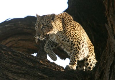 leopard samburu
