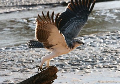 martial eagle samburu