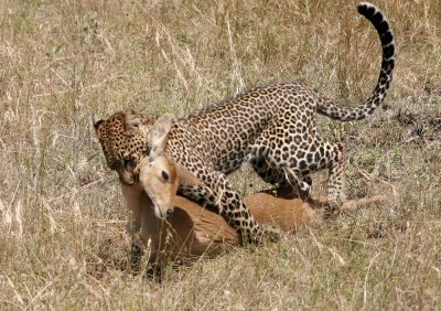 leopard kill