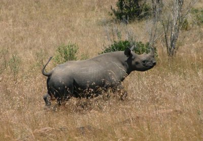 young rhino
