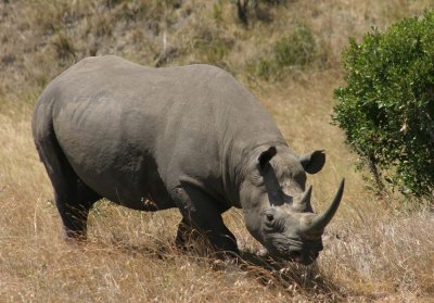 female? rhino