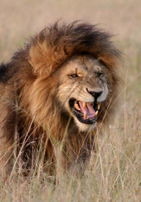 lions_masai_mara
