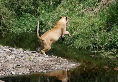 leaping lioness 1231.jpg