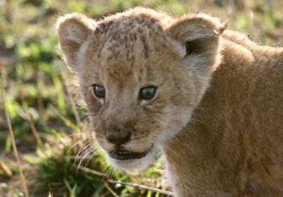 lion cub 1355.jpg