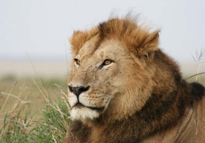 lions_masai_mara