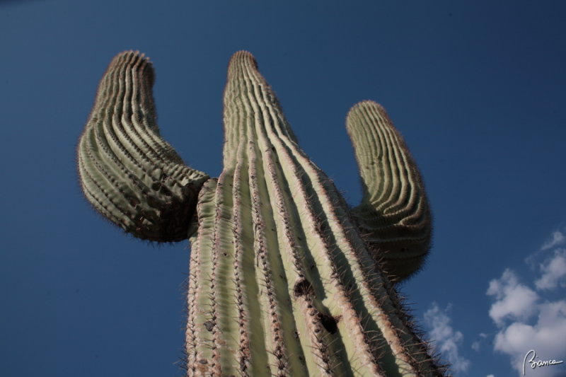 Cactusssss