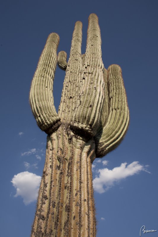 Cactusssss