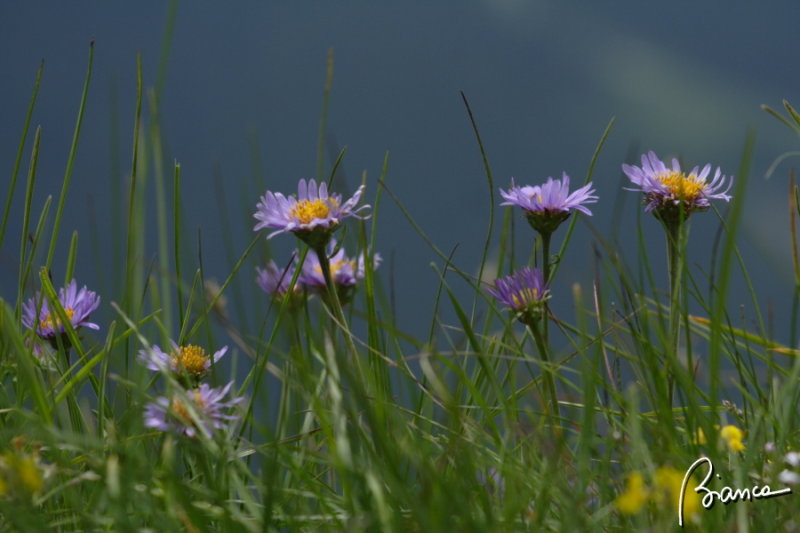 Mountain flowers