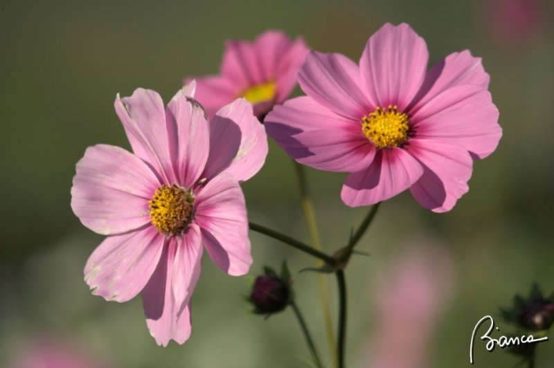 Flowers of Glacier Park