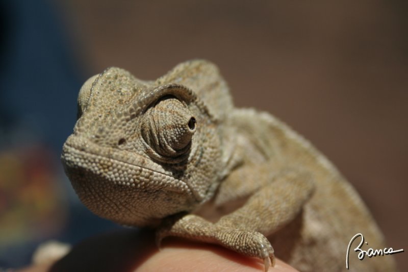 Chameleon
