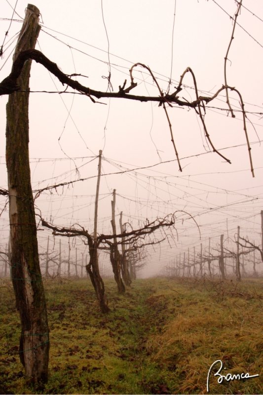 Vineyard in mist