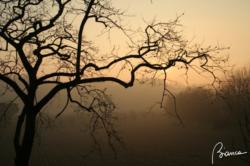 Fog