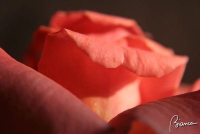 Petal of rose