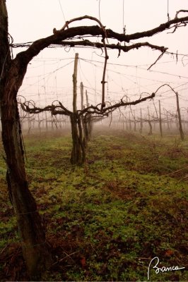 Vineyard in mist