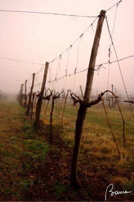 Vineyard in mist