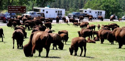 Bison Along Wildlife Loop In Custer State Park