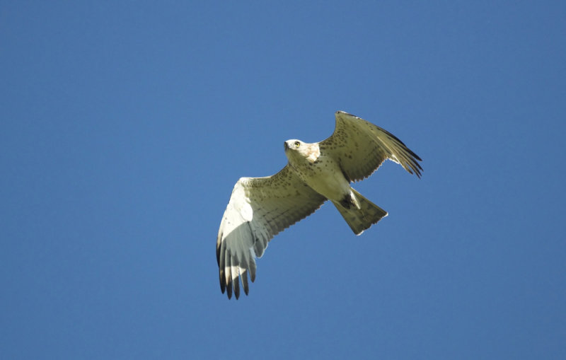 Slangenarend/Short - toed Eagle