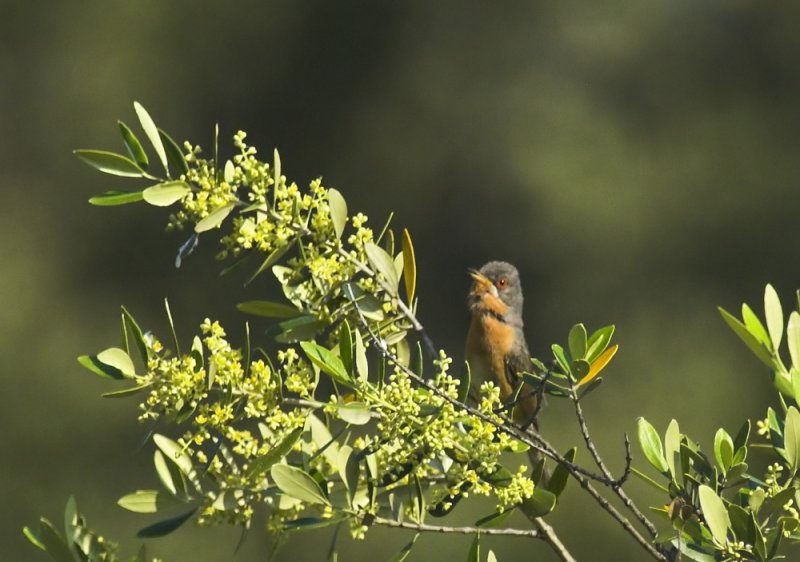 Baardgrasmus/Subalpine Warbler