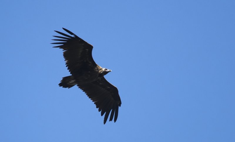 Monniksgier/Black Vulture