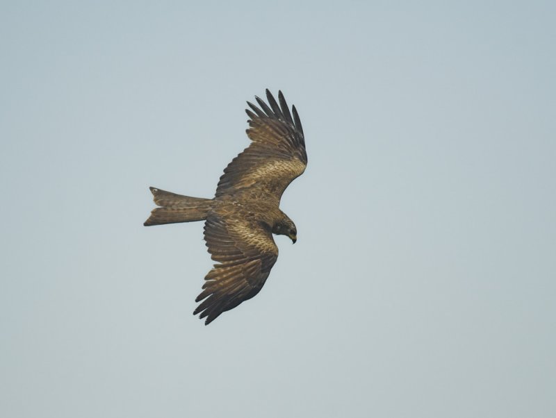 Zwarte Wouw/Black Kite