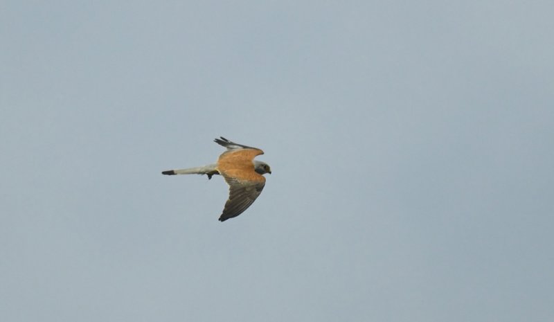 Kleine Torenvalk/Lesser Kestrel