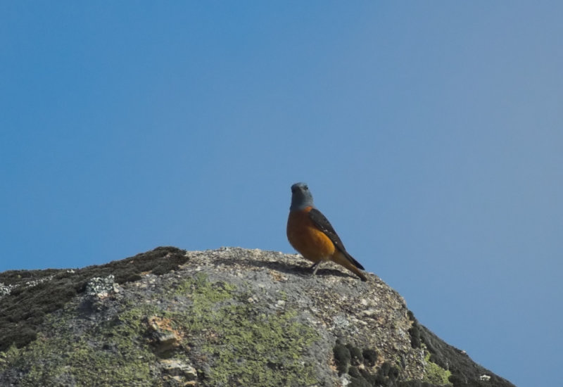 Rode Rotslijster/Rock Thrush