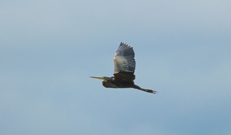 Purperreiger/Purple Heron