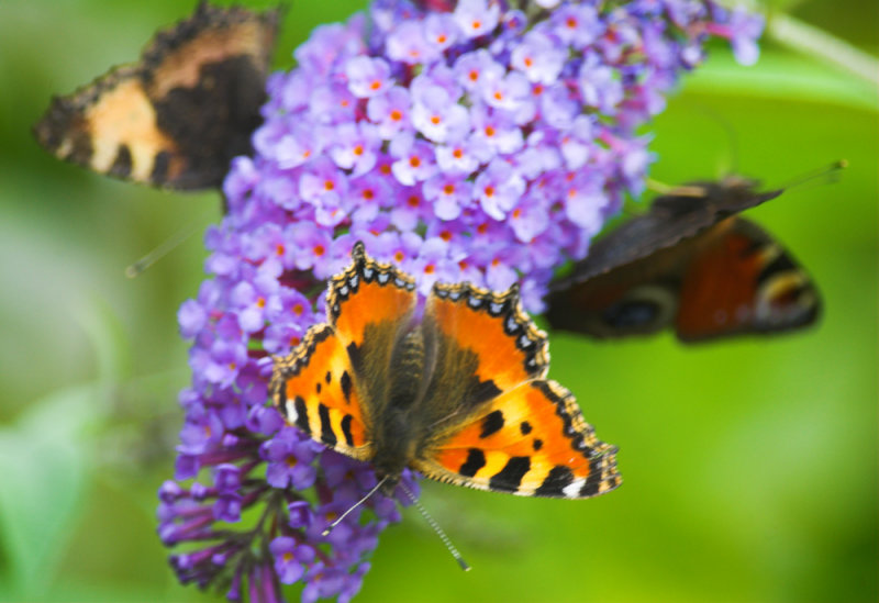 Kleine Vos/Small Tortoiseshell 5-08-2012