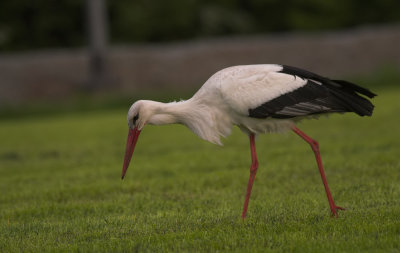 Ooievaar/White Stork Kalmthout 22-04-2011