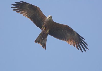 Zwarte Wouw:Black Kite