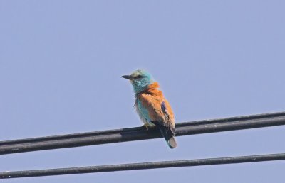 Scharrelaar/Roller