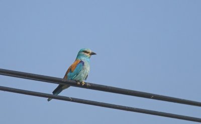 Scharrelaar/Roller