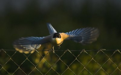 Blauwe Ekster/Azure - winged Magpie
