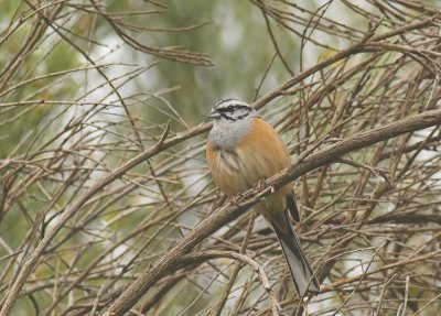 Grijze Gors/Rock Bunting