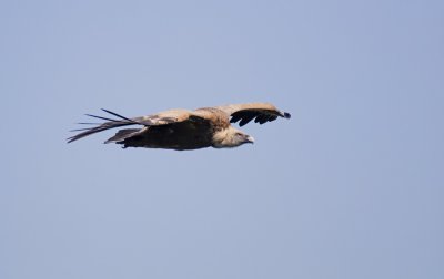 Vale Gier/Griffon Vulture