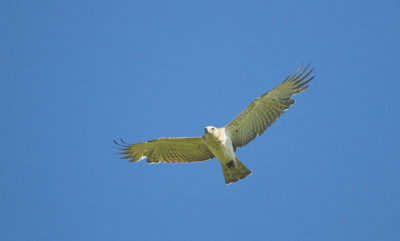 Slangenarend/Short-toed Ealge