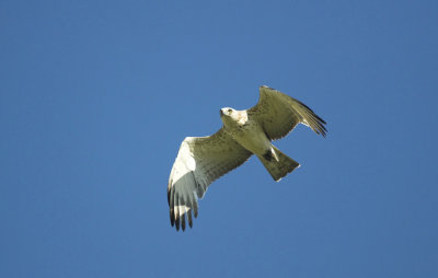Slangenarend/Short - toed Eagle