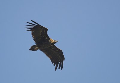 Monniksgier/Black Vulture