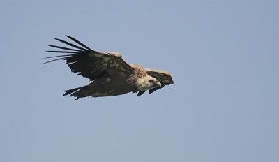 Vale Gier/Griffon Vulture