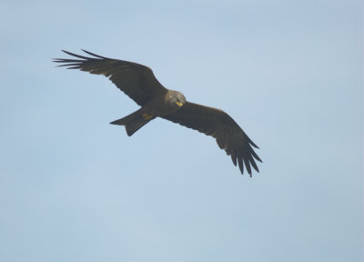 Zwarte Wouw/Black Kite
